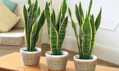 Mẹo trang trí nhà cửa nhanh gọn và tiết kiệm
