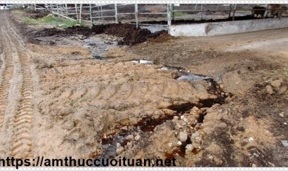 Những việc đơn giản góp phần bảo vệ môi trường